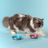 HUFT Cutest Collection Slurp Kitten Bowl - Blue