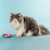 HUFT Cutest Collection Slurp Kitten Bowl - Pink